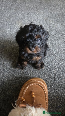 Cavapoo dogs - Advert 3