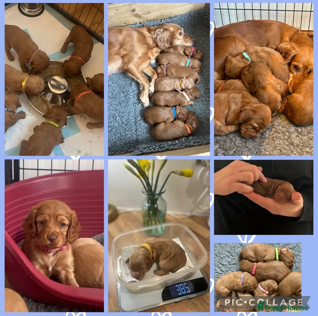 Cocker Spaniel dogs for sale: Stunning Red Kc Working Cocker Spaniels   - Advert 16