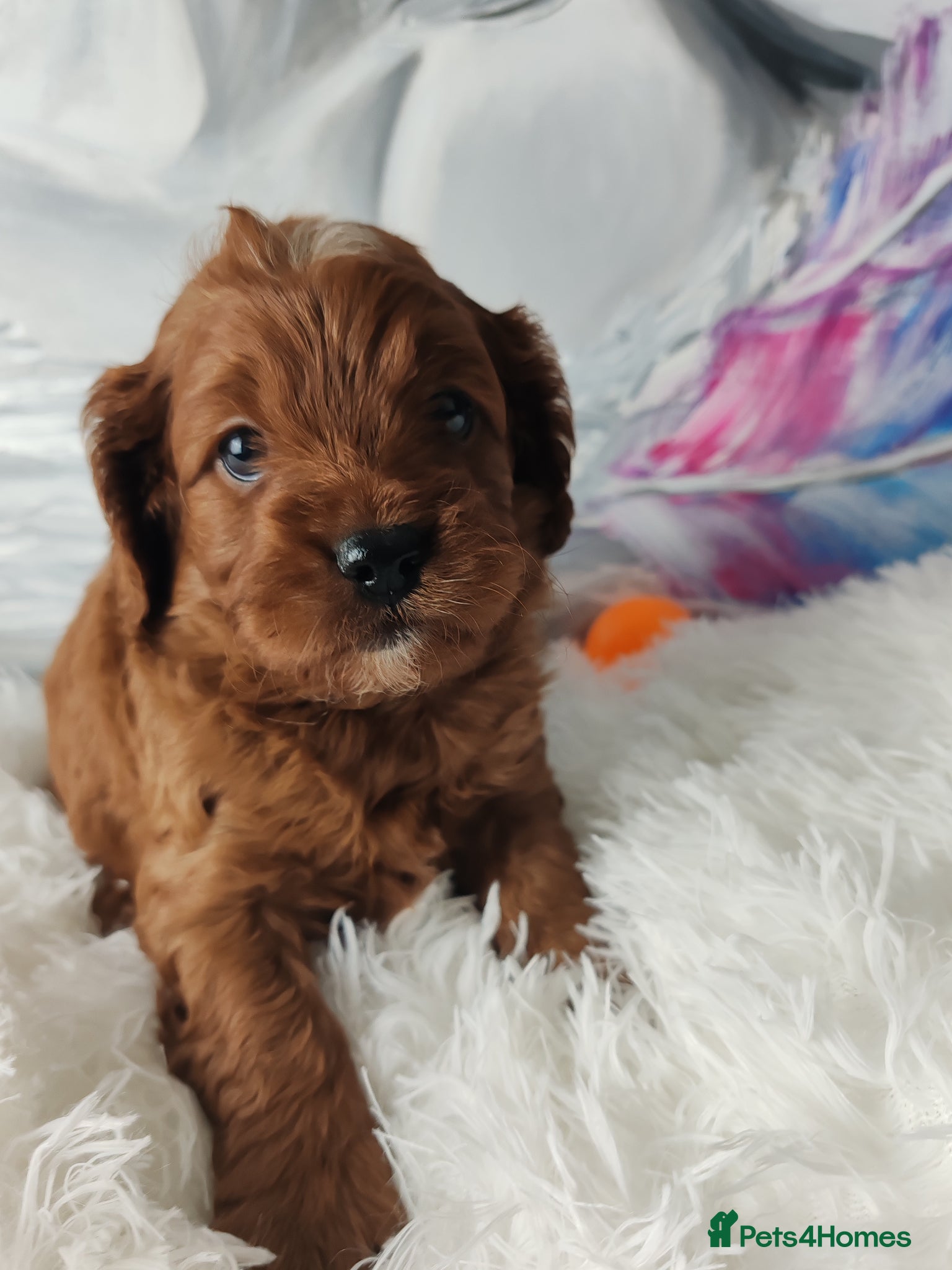 Cavapoo dogs Adorable F1 Cavapoo Puppies for Sale - Advert 22
