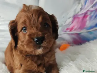 Cavapoo dogs Adorable F1 Cavapoo Puppies for Sale - Advert 22
