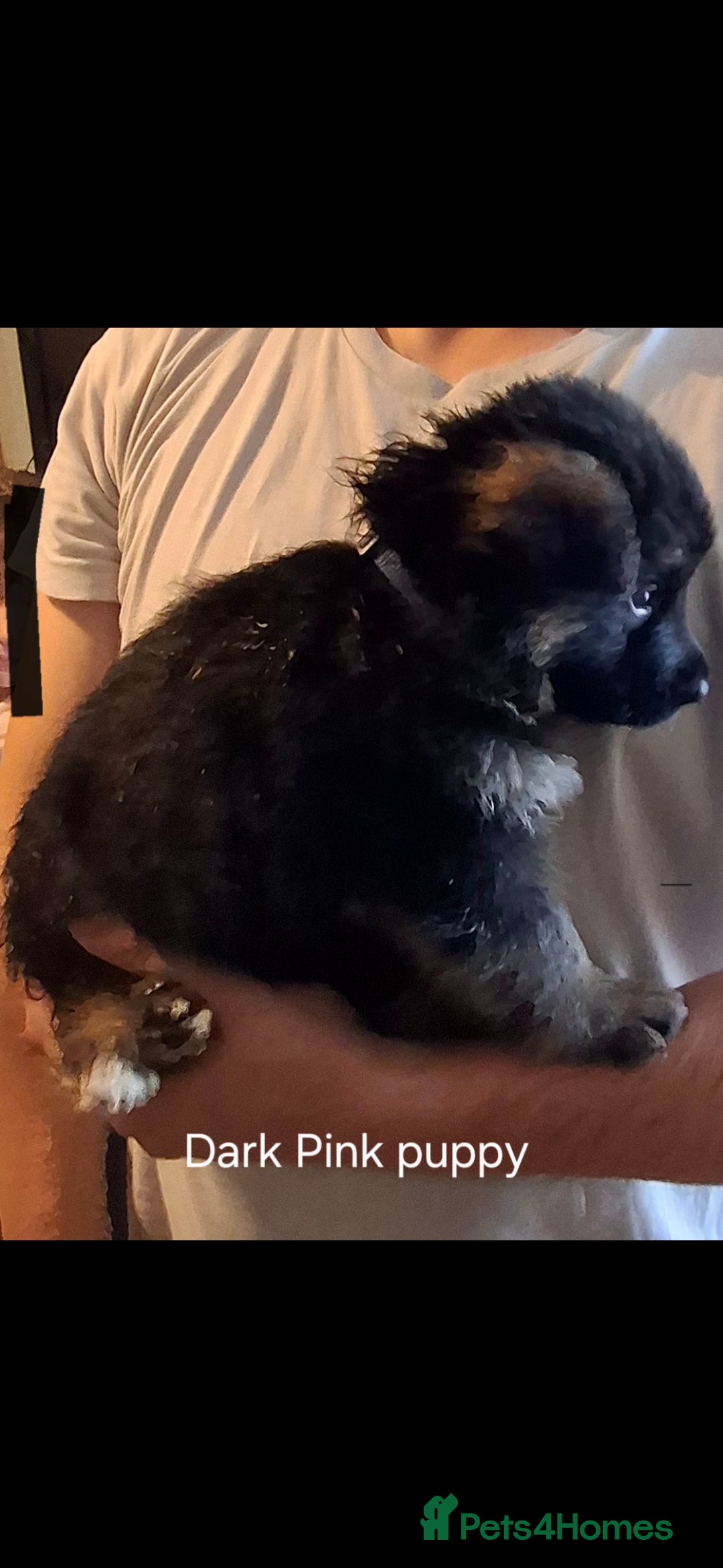 German Shepherd dogs for sale: Exceptional German shepherd puppies  - Image 23