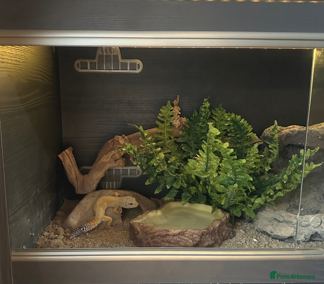 Leopard Gecko reptiles for sale: Male leopard gecko  - Image 2