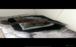British Shorthair cats for sale: British Blue  - Image 5