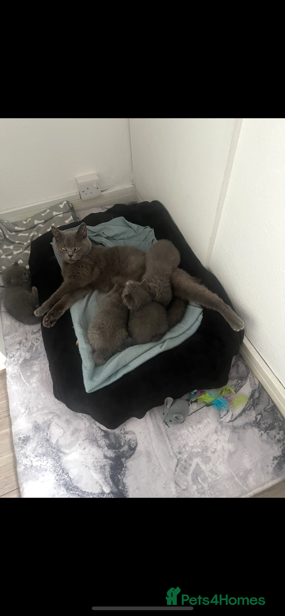 British Shorthair cats for sale: British Blue  - Image 5