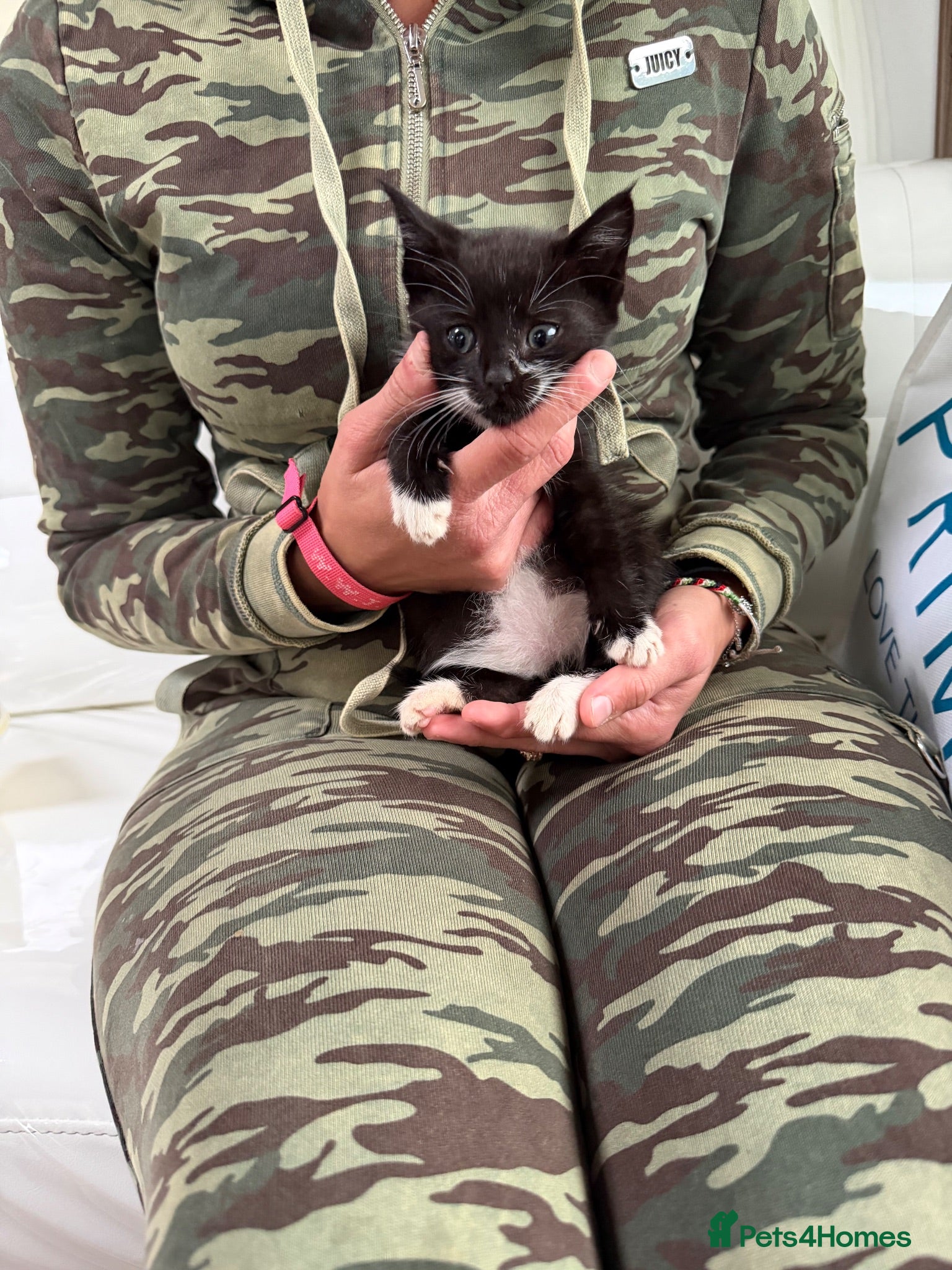 Mixed Breed cats Kittens ready wanting forever home - Advert 17