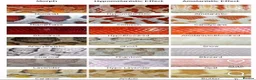 Corn Snake reptiles for sale: Corn snakes forsale 2025 corn snakes 2026 clutches - Advert 32