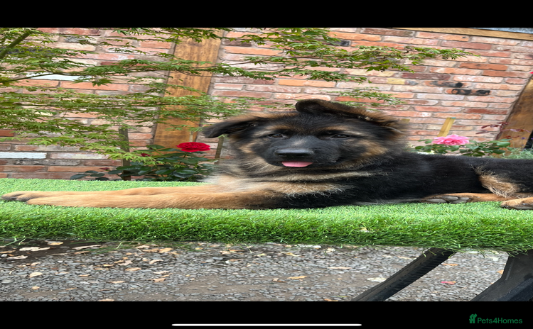 German Shepherd dogs - Advert 4