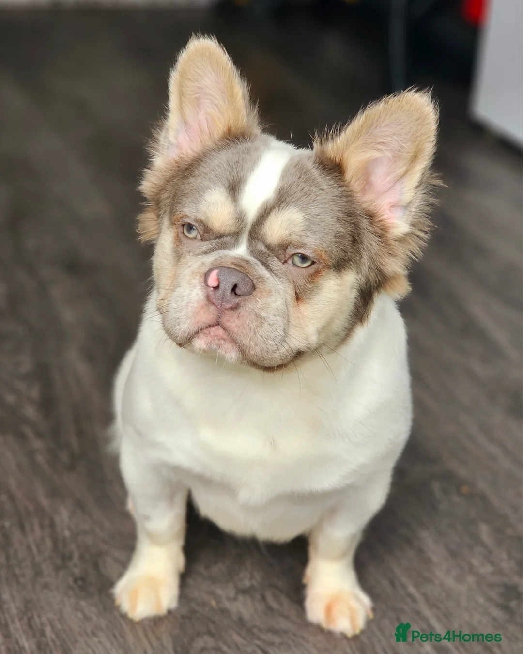 French Bulldog dogs for stud: Lilac & Tan Pied fluffy carrying testable choc in Motherwell - Advert 4