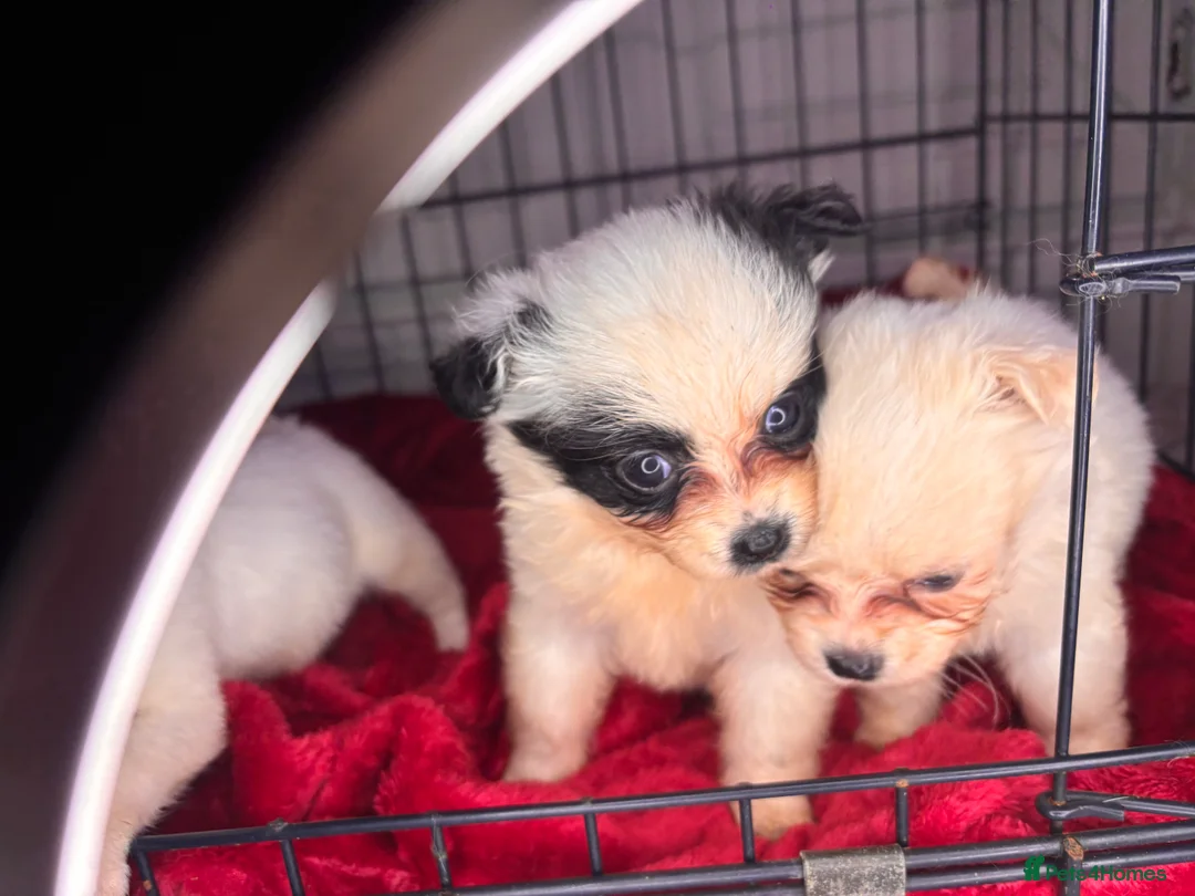 Pomchi dogs for sale: Pomchi puppy’s  - Advert 18