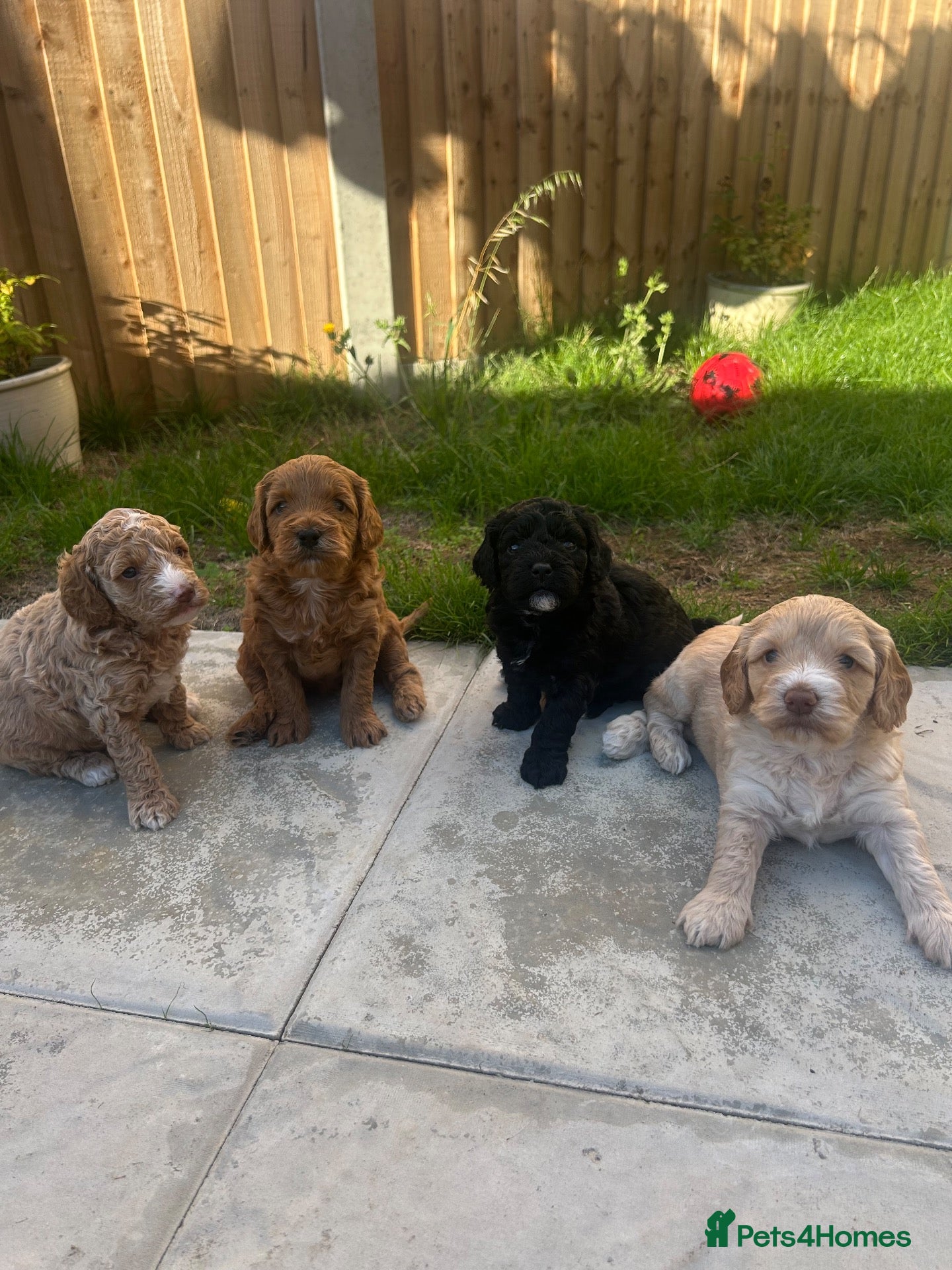 Cockapoo dogs Beautiful Cockapoo puppies (3 LEFT)  - Advert 1