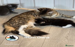 Maine Coon cats for sale: Maine coon kittens - Image 26
