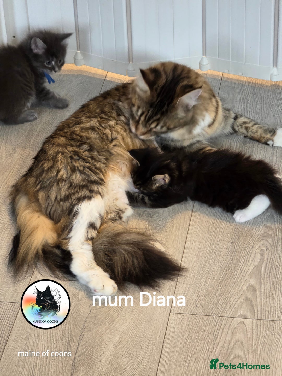 Maine Coon cats for sale: Maine coon kittens - Image 26