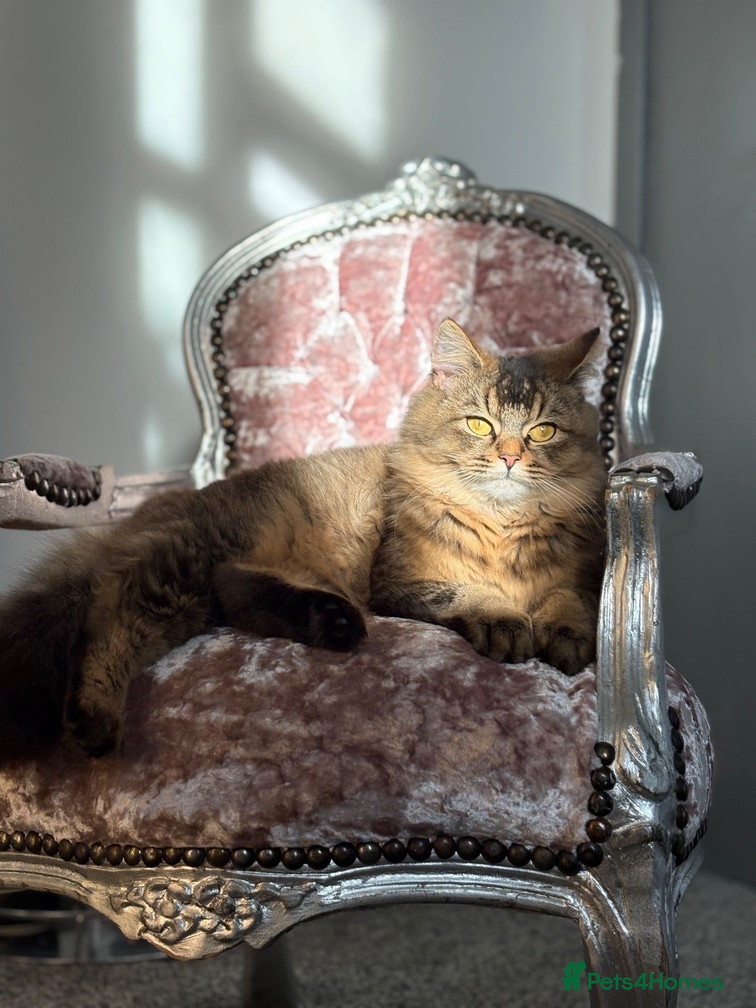 Siberian cats 4 beautiful fluffy Siberian mixes  - Advert 9