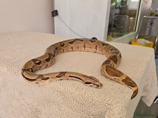 Boa Snake reptiles - Advert 5