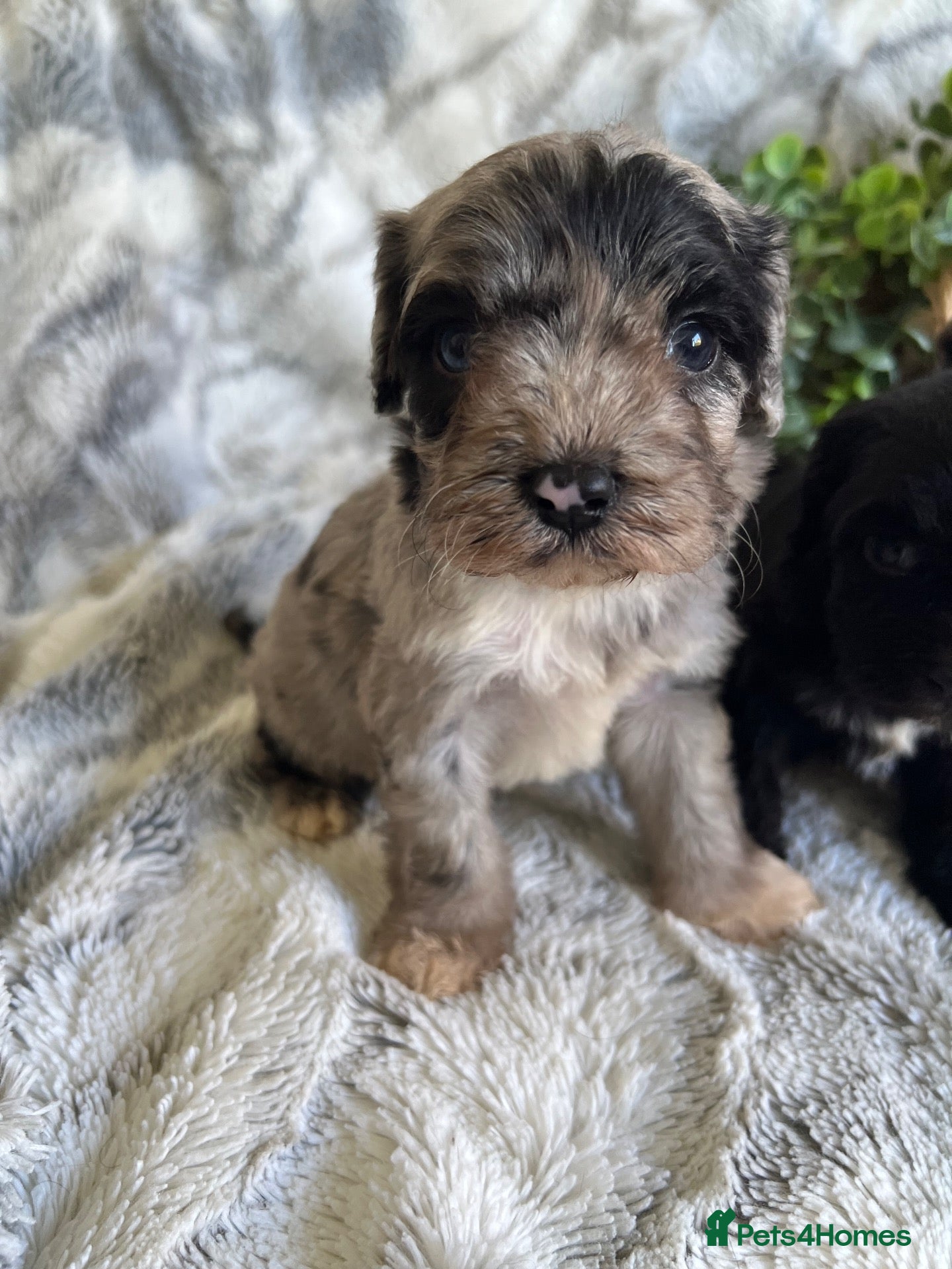 Cavapoo dogs for sale: THERAPY RAISED DNA TESTED CAVAPOOS - Advert 1