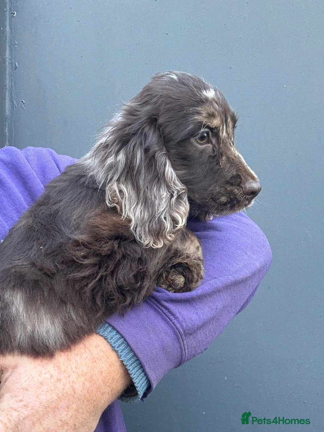 Cocker Spaniel dogs for sale: Stunning Cocker Girl - Advert 3