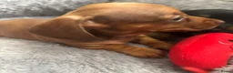 Dachshund dogs for sale: Miniature dashound - Advert 22