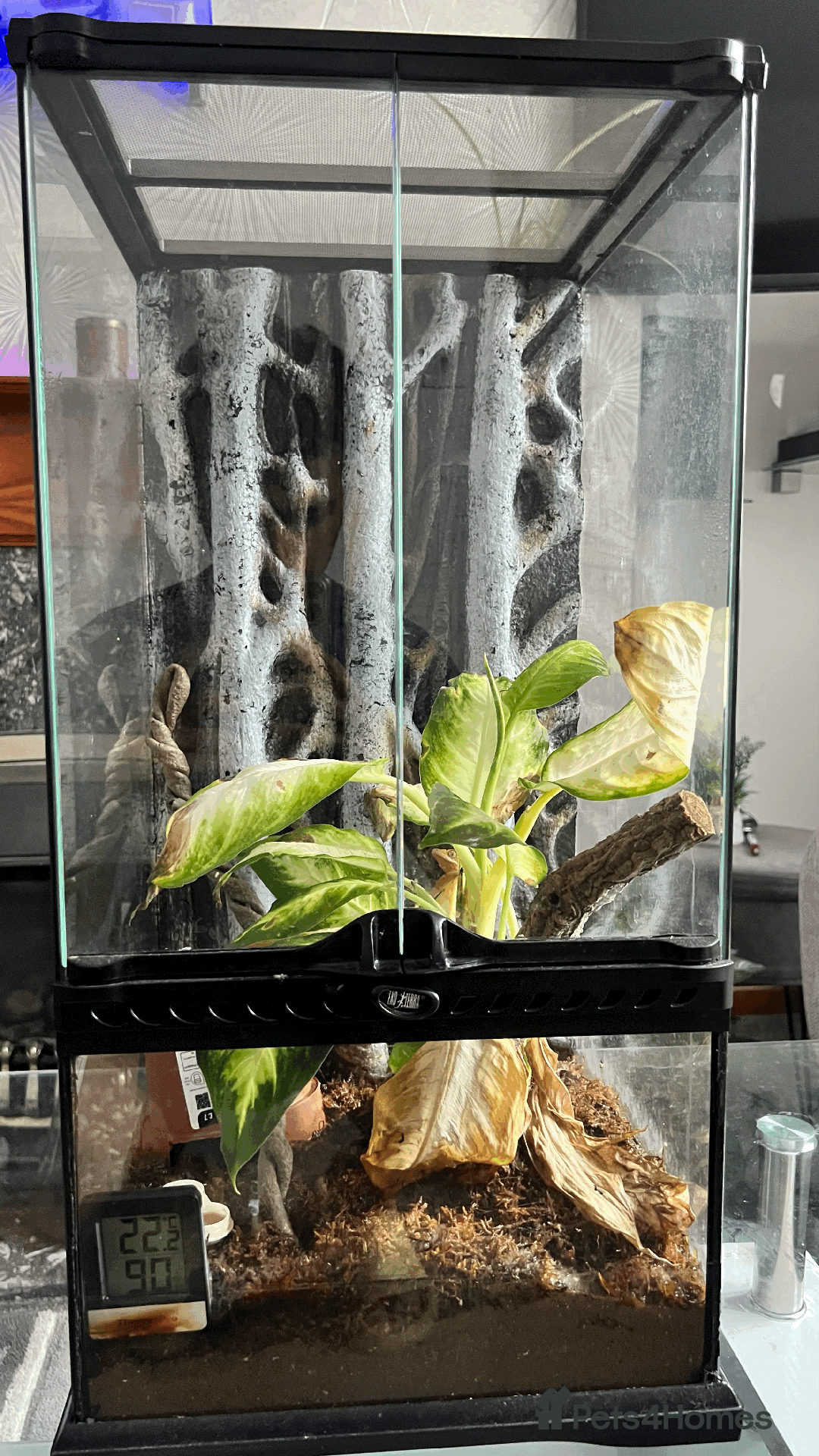 Gecko reptiles for sale: Sunstone Gecko - Image 5