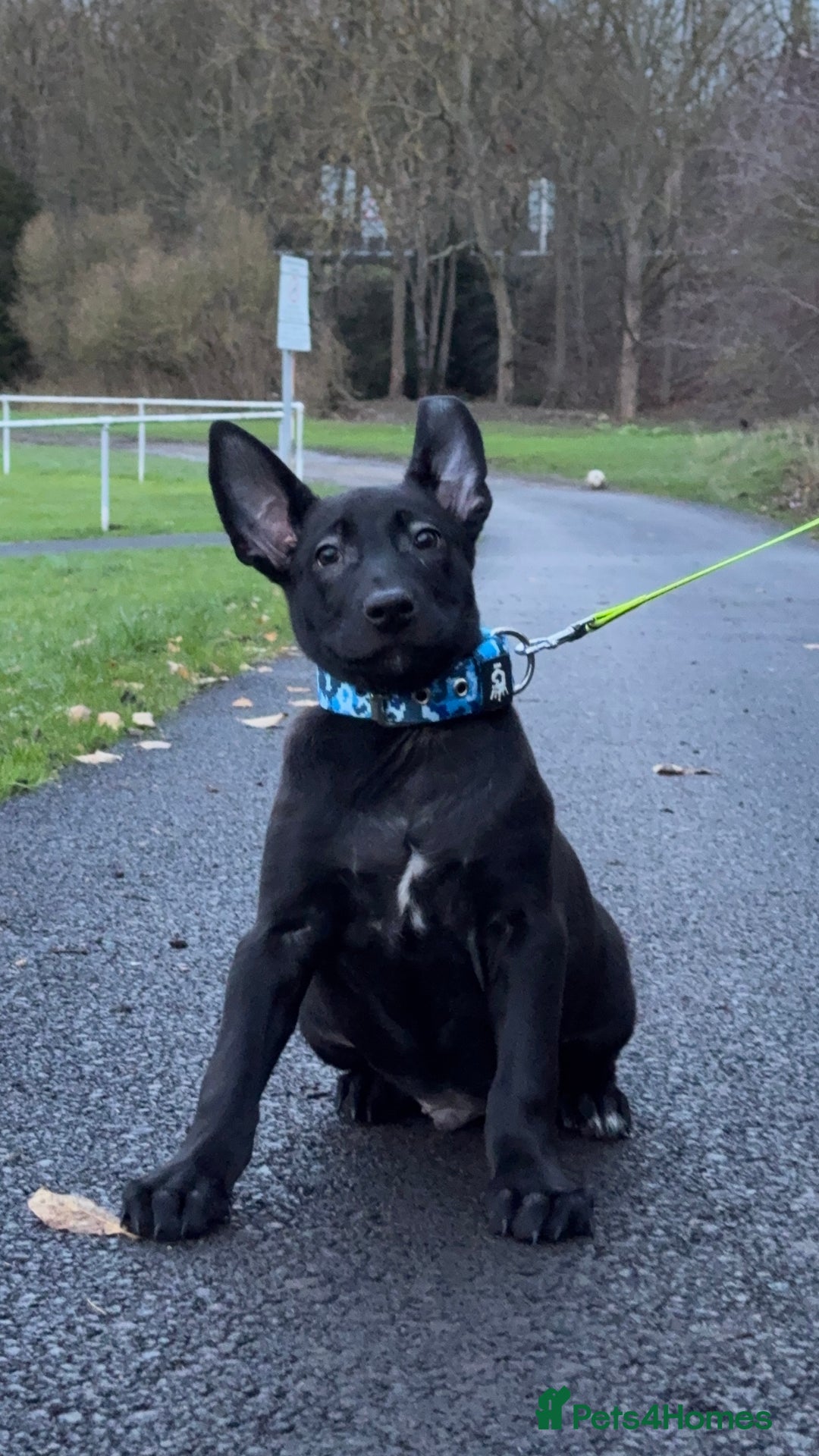 Belgian Shepherd Dog dogs for sale: 15 week old dutch herder male - Advert 3