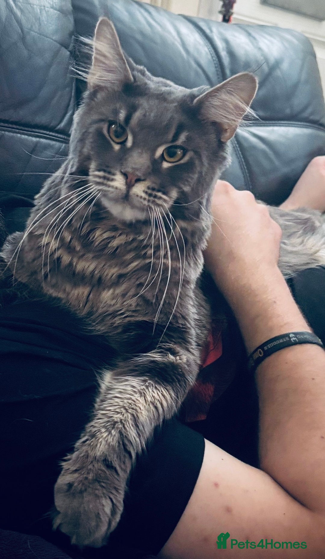 Maine Coon cats for sale:  Maine Coon Kittens – 3 Boys Available  - Advert 2