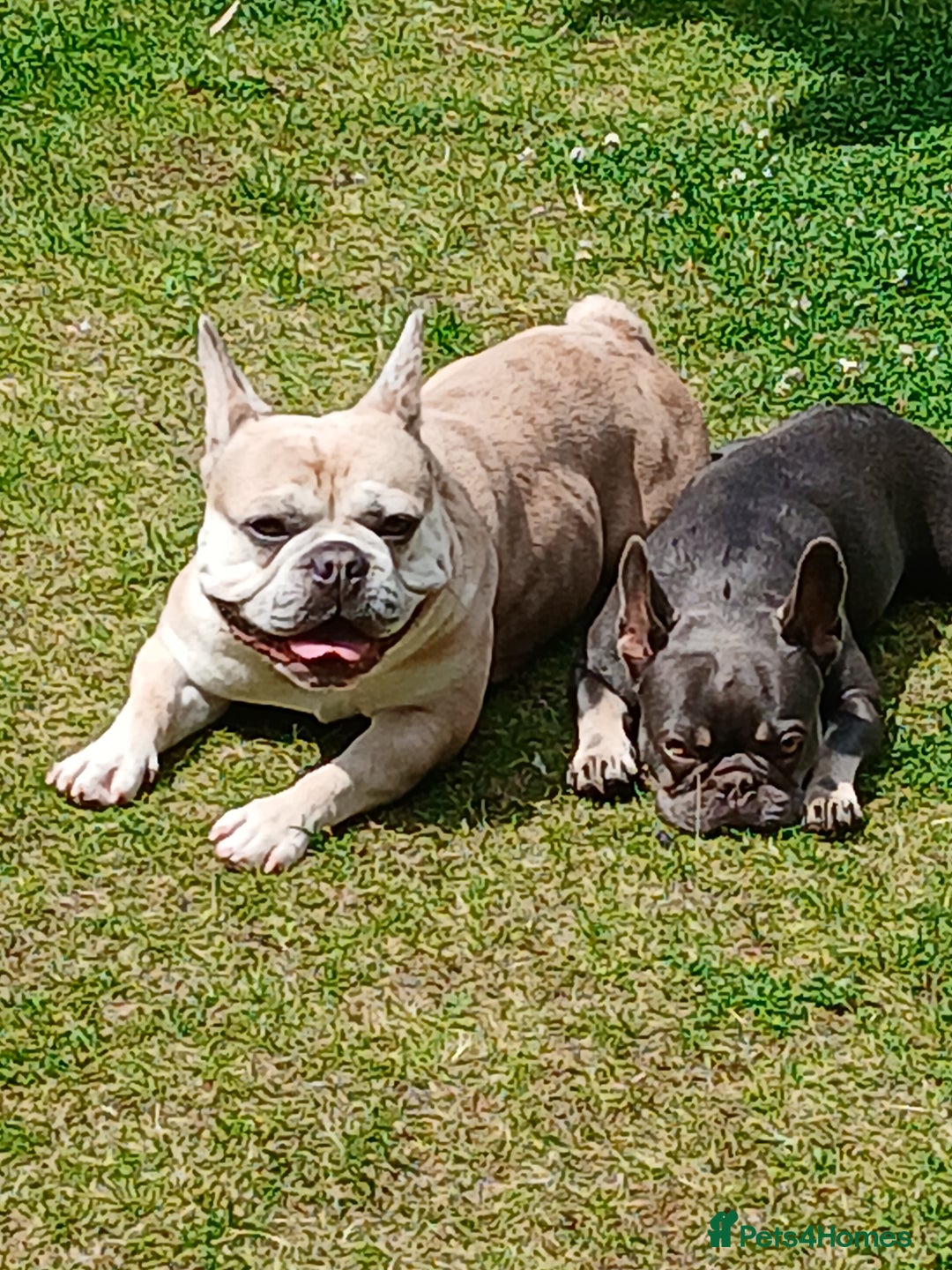 French Bulldog dogs for sale: French bulldog  - Image 2