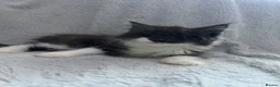 Mixed Breed cats for sale: long hair kitten  - Advert 4