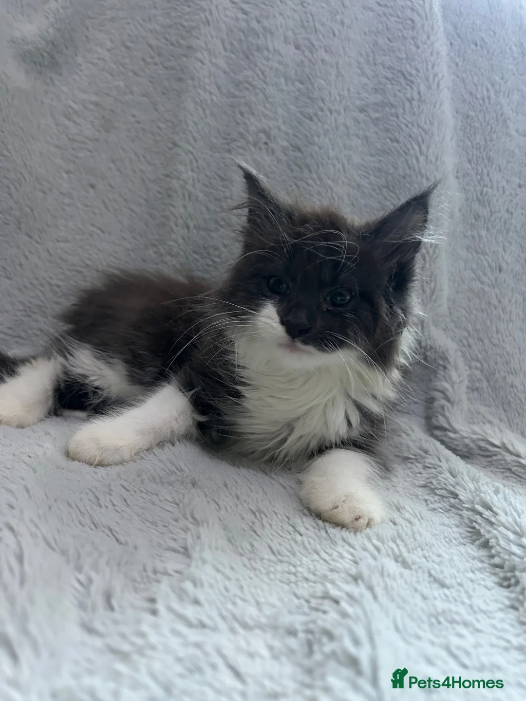 Mixed Breed cats for sale: long hair kitten  - Advert 4