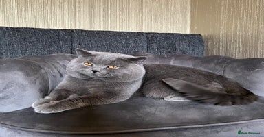 British Shorthair cats - Advert 16