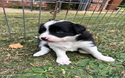 Border Collie dogs for sale: 4 week old Adorable Border Collie Puppies  - Image 5