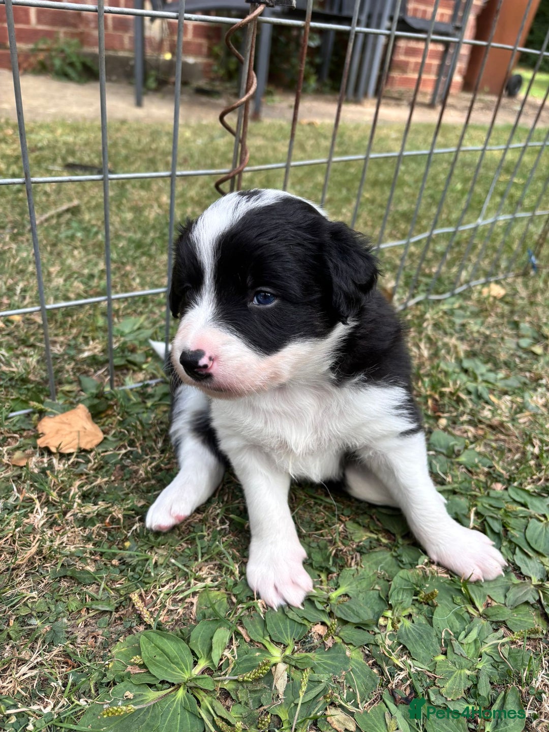 Border Collie dogs for sale: 4 week old Adorable Border Collie Puppies  - Image 5