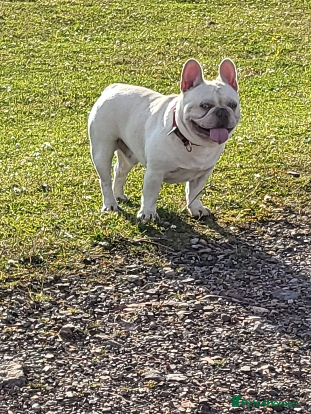 French Bulldog dogs for stud:  💥Amazing structure and quality! in Ebbw Vale - Advert 7