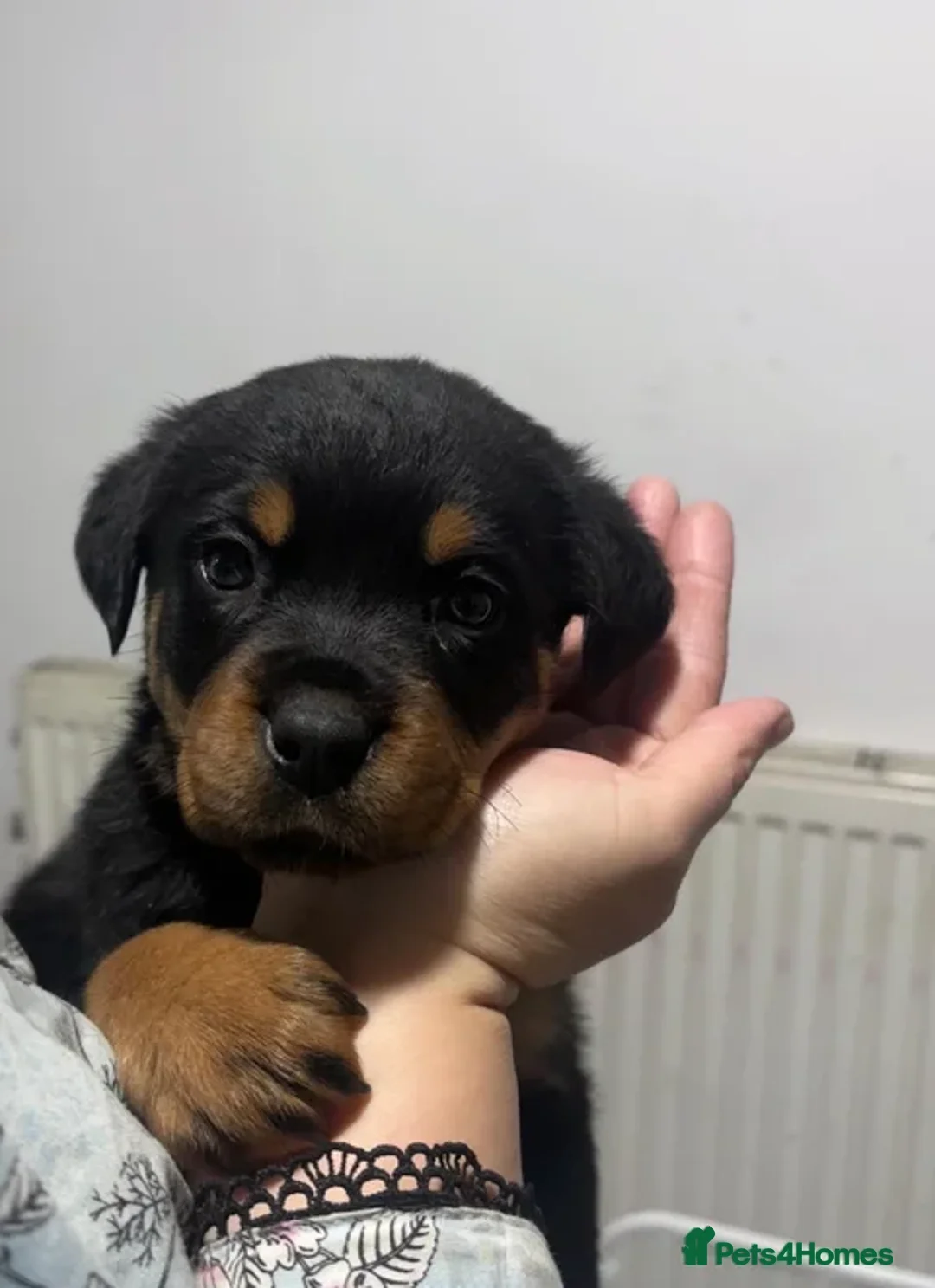 Rottweiler dogs for sale:  2 female Rottweiler pups for sale - Advert 2