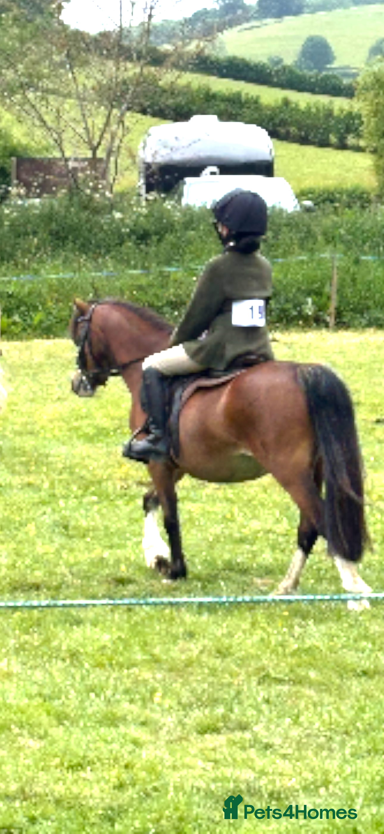 Welsh Section A horses Perfect lead rein pony  - Advert 4