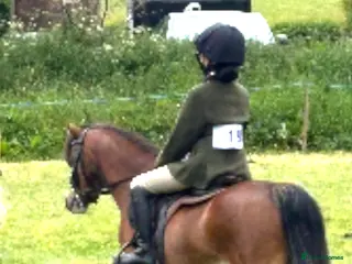 Welsh Section A horses Perfect lead rein pony - Advert 4