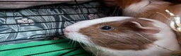 Guinea Pig rodents for sale: Two male guinea pigs  - Advert 6
