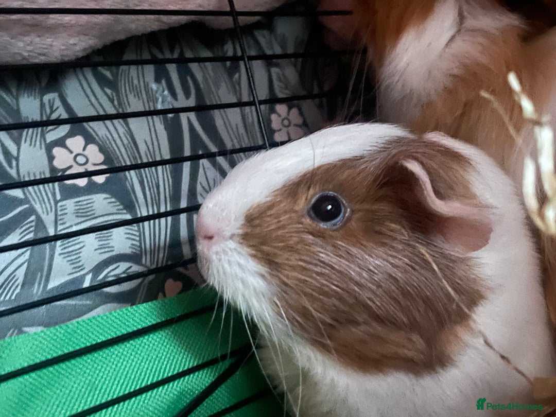Guinea Pig rodents for sale: Two male guinea pigs  - Advert 6