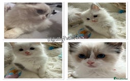 Ragdoll cats for sale: 💙🩷GCCF RAGDOLL KITTENS M&F 9WKS NEUT & SPAYED 🥇 - Image 1