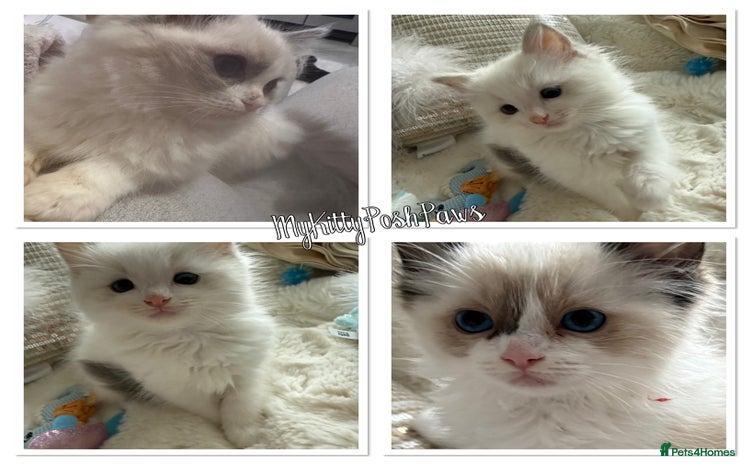 Ragdoll cats - Advert 12