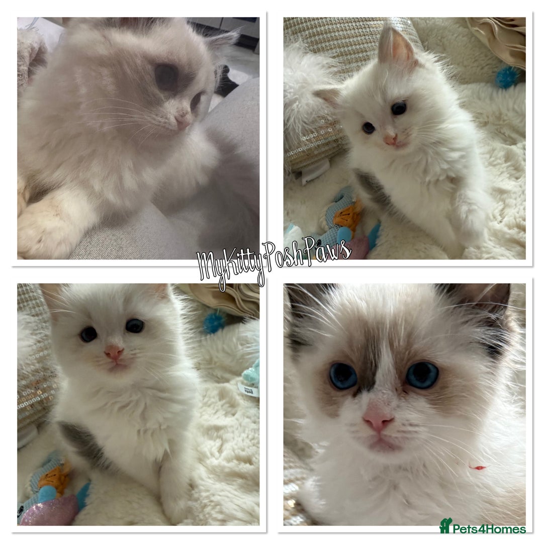 Ragdoll cats for sale: 💙🩷GCCF RAGDOLL KITTENS M&F 9WKS NEUT & SPAYED 🥇 - Image 1