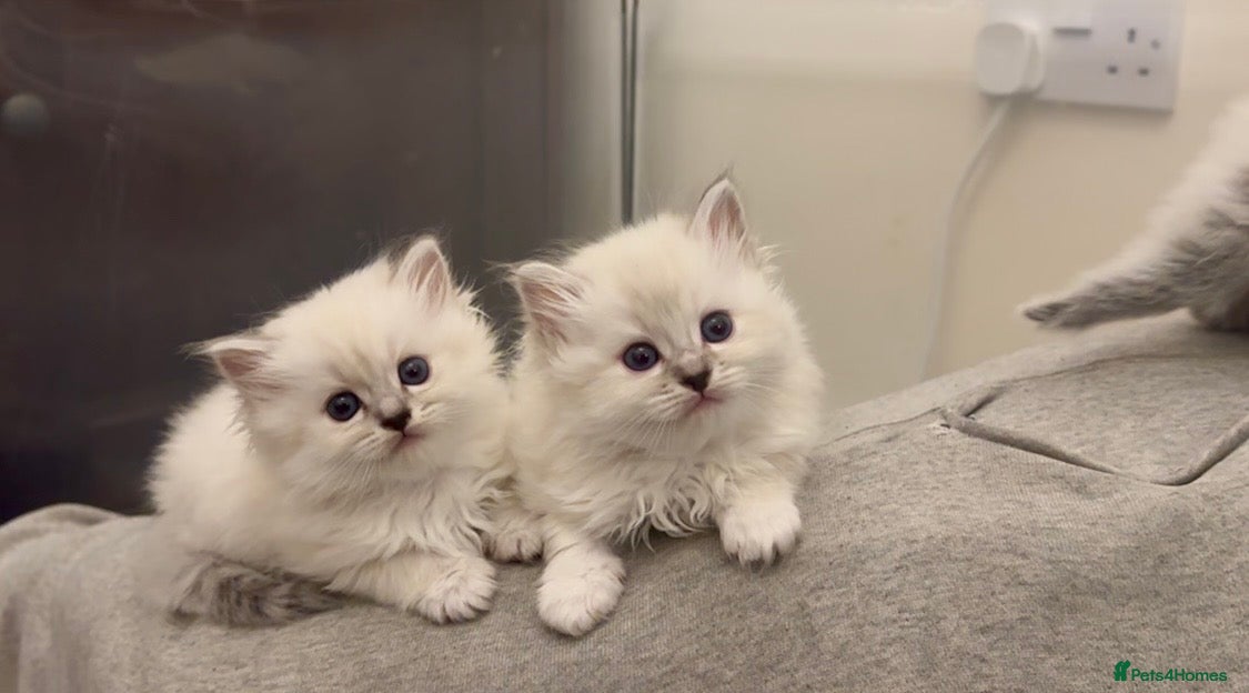 Perdoll cats DOLLFACE PERDOLL (PERSIAN-RAGDOLL) KITTENS - Advert 1