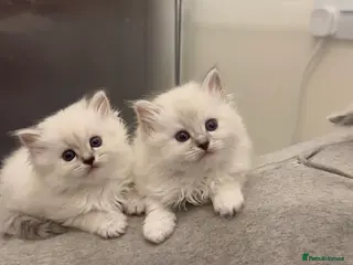 Perdoll cats DOLLFACE PERDOLL (PERSIAN-RAGDOLL) KITTENS - Advert 18