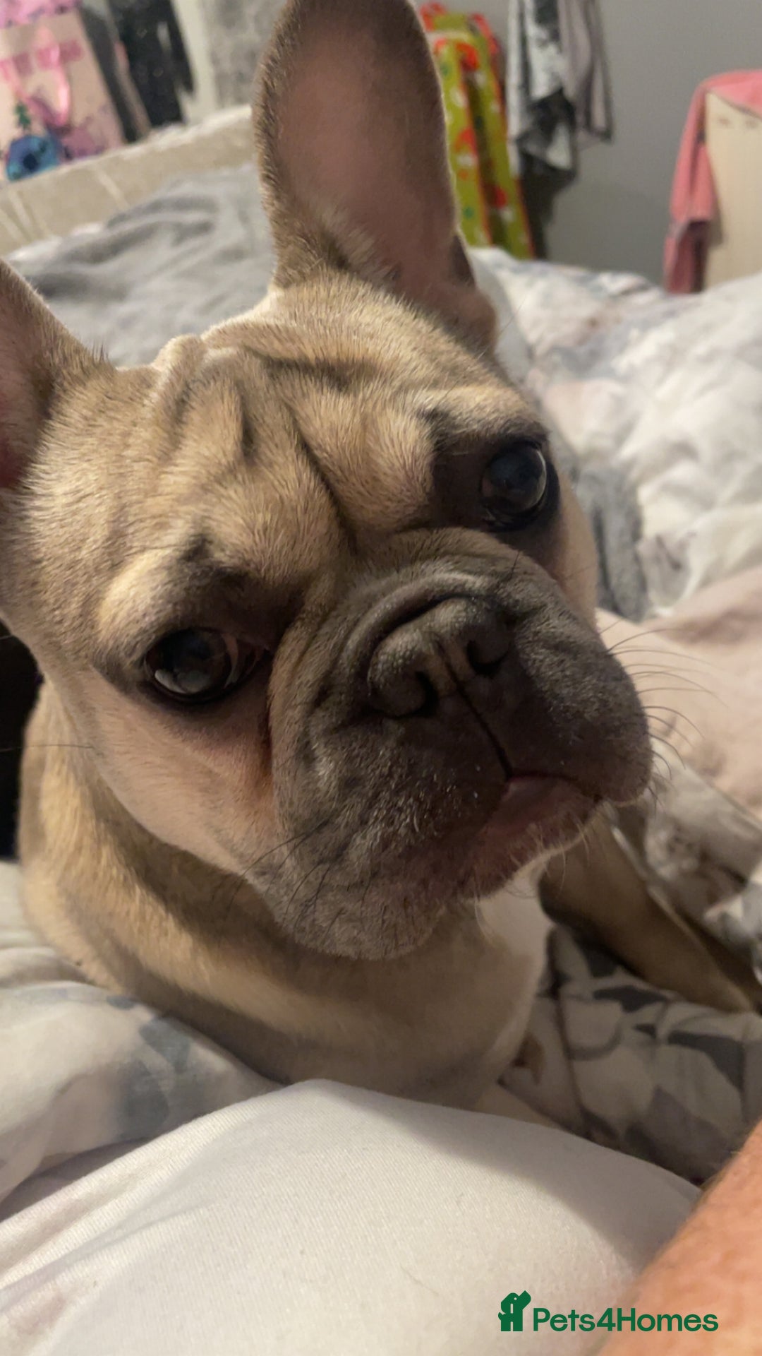 French Bulldog dogs for sale: Female French bulldog  - Advert 1