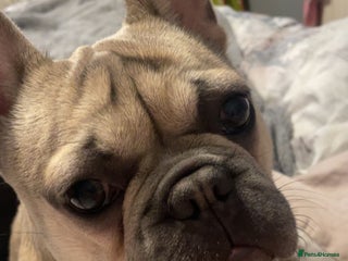 French Bulldog dogs Female French bulldog - Advert 2