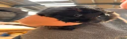 Guinea Pig rodents for sale: Guinea pigs  - Advert 5