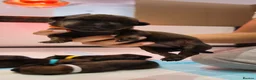 Mixed Breed dogs for sale: Malinois x Rottweiler Puppies in Southall - Advert 10