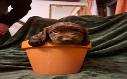 Cockerdor dogs for sale: Rare coloured stunning Cockerdor pups  - Image 6