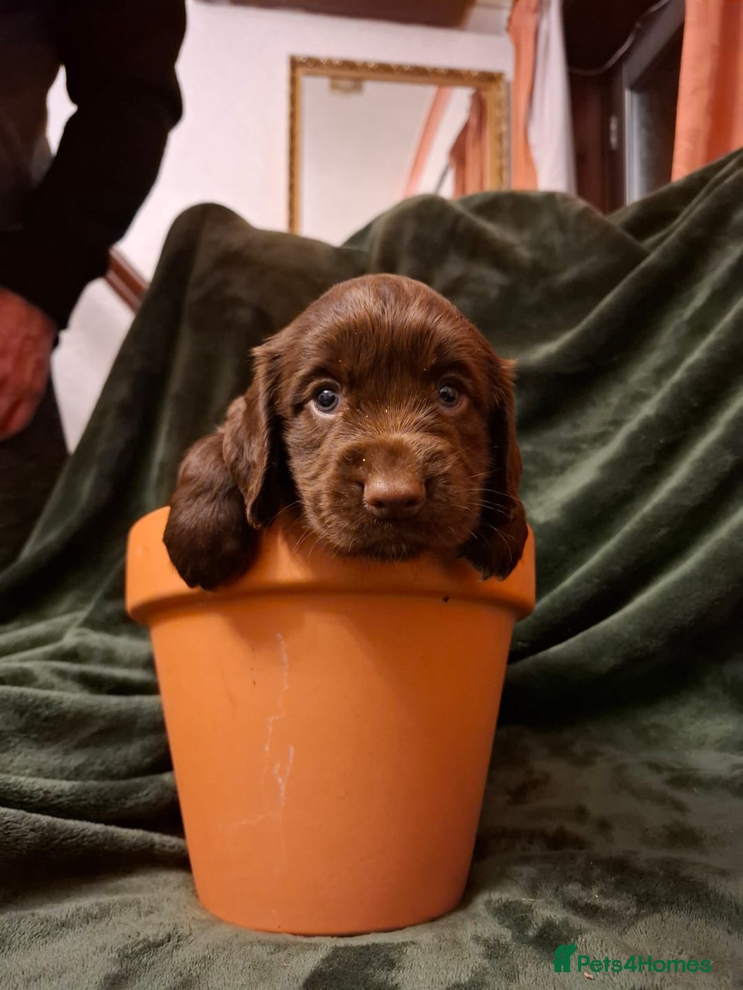 Cockerdor dogs for sale: Rare coloured stunning Cockerdor pups  - Image 6