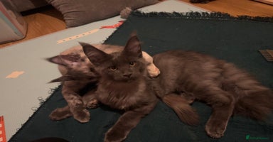 Maine Coon cats - Advert 11