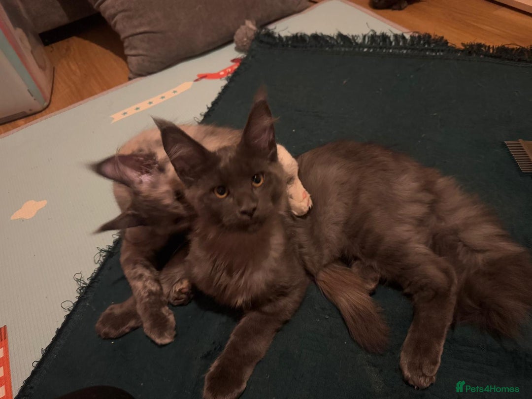 Maine Coon cats for sale: 25% OFF PURE MAINE COONS FROM CHAMPION BLOODLINE! - Image 3
