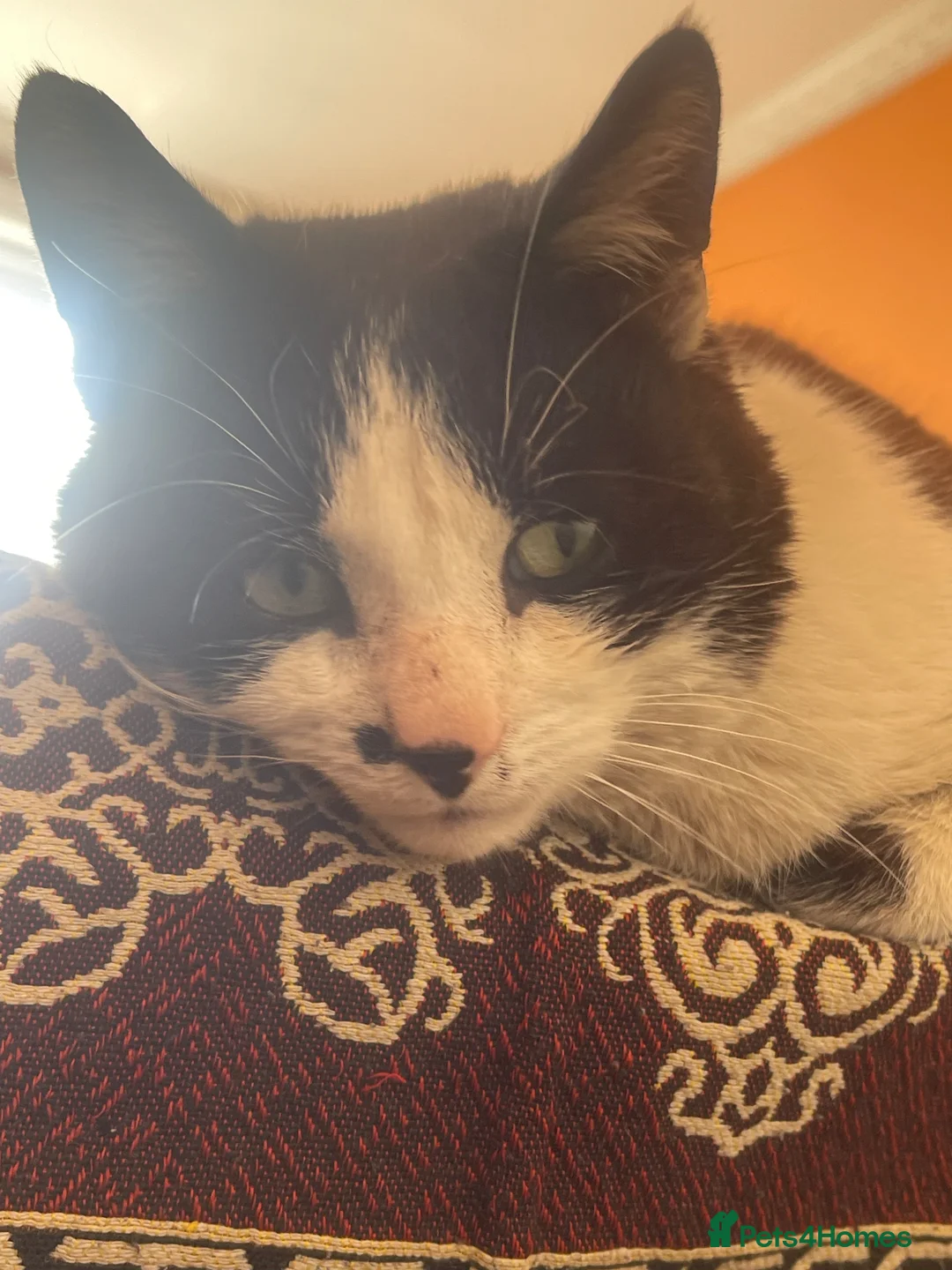 Mixed Breed cats for sale: Beautiful black and white cat  - Advert 2